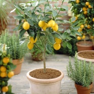 Всеми любимое деревце лимон