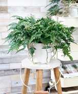 Даваллия (папоротник)